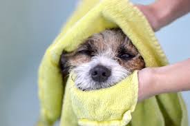 How to Bathe a Dog - How to Wash a Dog at Home, According to a Vet