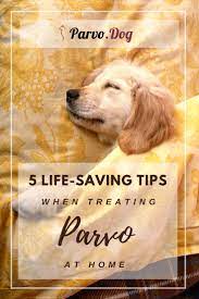 Pin On Parvo Everything You Need To Know