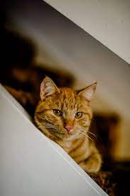 Hyperthyroidism Overactive Thyroid In Cats Blue Cross