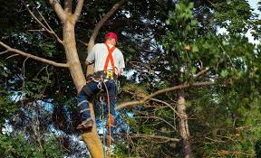 It is up the individual arboriculturist and tree surgeon to decide what is the appropriate level for their needs and. Tree Surgeon Legal Issues Business Law Donut
