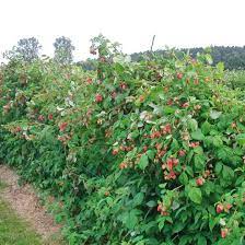 Wenn du dir diese kindheitserinnerung. Himbeeren Oktober 2006 Familienheim Und Garten