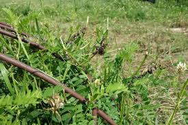 Image result for Cicer