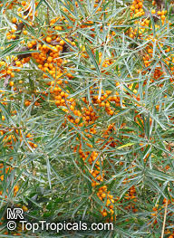 Image result for Hippocratea buchananii