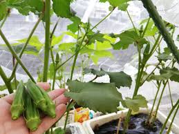 発泡スチロールのオクラが栄養不足 葉が細いんだよ 牛乳パックと発泡スチロールで家庭菜園してみたら結構難しくて何回も失敗したけど結果から少しずつ学んでいくブログ 楽天ブログ