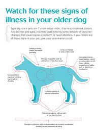 Watch Out For These Signs Of Illness In Your Older Dog Senior Pet Care Senior Dogs Care Dog Illnesses