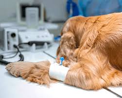 A journey full of twists and turns, ups and downs, laughs, love, and the full range of. Nascah Animal Hospital