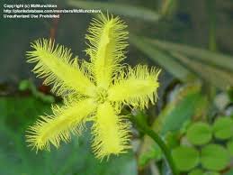 Image result for Nymphoides senegalensis