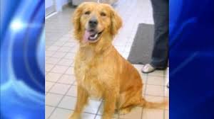 Maybe you would like to learn more about one of these? Abandoned Golden Retrievers From Turkey Arriving At Jfk International Airport Abc7 Chicago