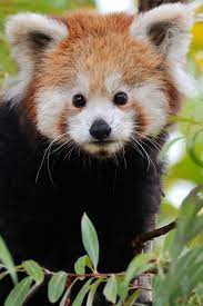 Red Panda Innocence Cute Animals Baby Animals Animals Beautiful
