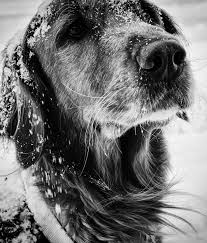 Our vets have an understanding and sensitivity to provide for the peaceful passing of your beloved pet. Mobile Pet Euthanasia Services Heart In Home Vet