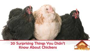 20 Surprising Things You Didn T Know About Chickens The chicken (gallus gallus domesticus) is a domesticated fowl, a subspecies of the red junglefowl. things you didn t know about chickens