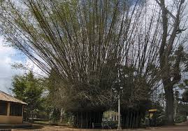 Image result for Oxytenanthera abyssinica