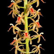 Image result for Liparis