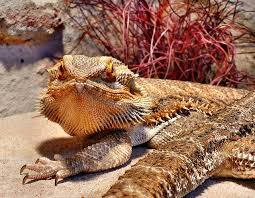 Accidental mating of bearded dragons. 26 Facts About Bearded Dragons Factpros