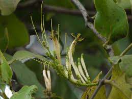 Image result for Loranthaceae