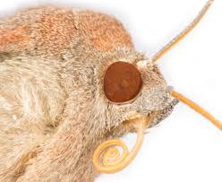 Image result for Noctua interjecta