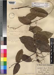 Image result for Dictyophleba ochracea