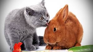 Rumble / funny & cute animals — check out this unusual friendship between red the bunny and shadow the cat. Cats And Rabbits Playing Together Funny Pets Youtube