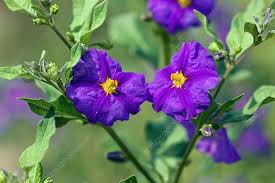 Image result for Lycianthes