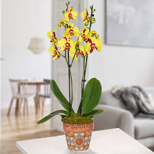 Check spelling or type a new query. Yellow Pink Tiger Orchid In A Pot Send Flowers Online With Floraprima De