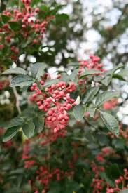 Image result for Zanthoxylum lindense