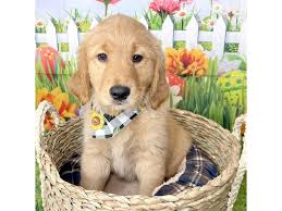 In this article, we'll find out more about this designer dog, from mini golden retriever facts and the breed's origin to the mini retriever's pros. Golden Retriever Puppies Petland Ashland Kentucky