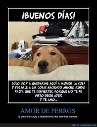 Amor Perruno Amor De Perro Perros Perros Frases