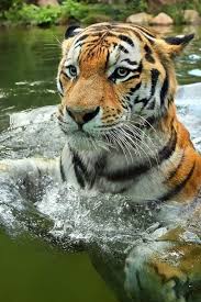 23 Random Animal Facts That May Surprise You Animals Tiger Photography Cute Animals