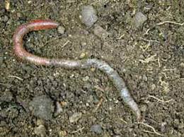 Maybe you would like to learn more about one of these? Earthworms Worms In Lawn And Garden Gardenseeker Co Uk