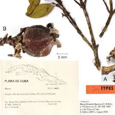 Image result for Buxaceae