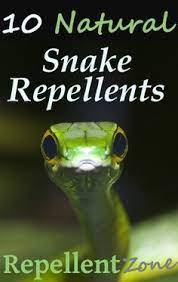 Natural Snake Repellent Homemade Tips Repellent Zone Repellent Homemade Repellent Snake Repellant