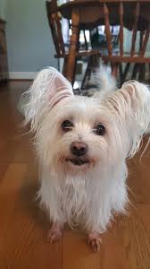 Dog food with no chicken recommendations?