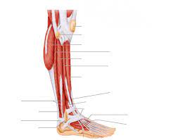 To build your glute, thigh and hip muscles, incorporate side leg raises into your regular workout routine, recommends the national institute on. Muscles Side View Of Lower Leg Quiz