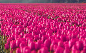 Pink roses flower background (4429x3049. Ni18 Red Rose Flower Spring Happy Pink Wallpaper