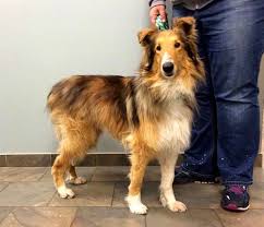 Collie So Matted He Couldn T Even Pee Properly Is Rescued Collie Rough Collie Dogs