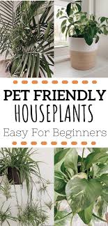 How To Care For Houseplants Care Houseplants In 2020 Indoor Plants Pet Friendly Indoor Air Purifying Plants Safe House Plants