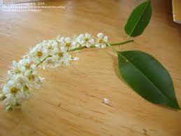 We did not find results for: Plant Identification Closed Tree In Maryland Blooming Now With Small White Flowers 1 By Missyaddy