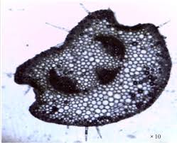 Image result for Hilleria latifolia