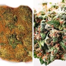 Looking for the definition of pgr? Pgr Weed Withdrawals What Happens When You Stop Pgr Marijuana