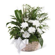 Sympathy flowers are a sweet and tasteful way of showing compassion and support for someone who has lost a loved one.even if you're far away from those who are grieving, sending a sympathy bouquet to the bereaved lets them know that you're thinking of them—even if you can't visit them or attend the funeral.our local florists craft heartfelt bereavement flowers. White Blossoms Sympathy Basket At Send Flowers