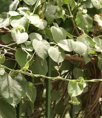 Image result for Marsdenia dregea