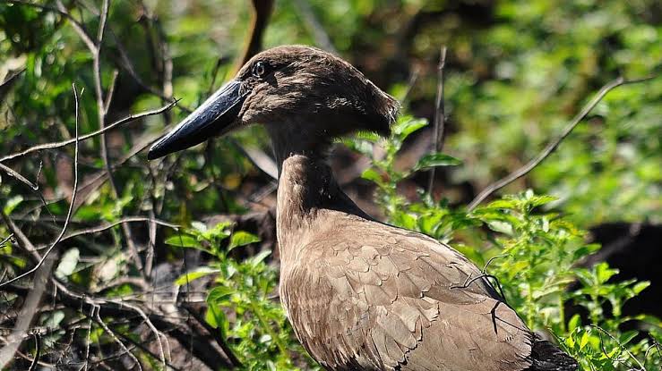 Kakamega Forest Bird Checklist | Kenya Birding Safaris | Kenya