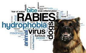 Image result for Rabies