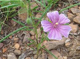 Image result for Monsonia angustifolia