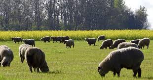 Here S What Agriculture Of The Future Looks Like The Multiple Benefits Of Regenerative Agriculture Quantified American Agriculture Agriculture Holistic Management