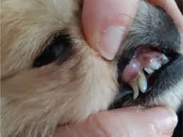 Obedience training, housebreaking, dog diet & nutrition What Happens If My Dog S Baby Teeth Don T Fall Out Retained Baby Teeth In Dogs Pethelpful