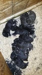 The most common presa canario puppy material is metal. Presa Canario For Sale Virginia