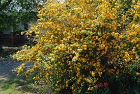 Image result for Kerria japonica