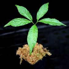 Image result for Amorphophallus goetzei