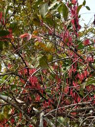 Image result for Agelanthus